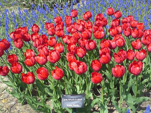 �G�L�]�`�b�N�o�[���b�g�B_�S����������