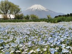 �R���� �Ԃ̓s�����̎ʐ^1