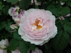 �x���[�i�h�[���̎ʐ^3