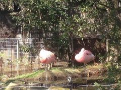 ���낿��񂳂�̑������ւ̓��e�ʐ^1