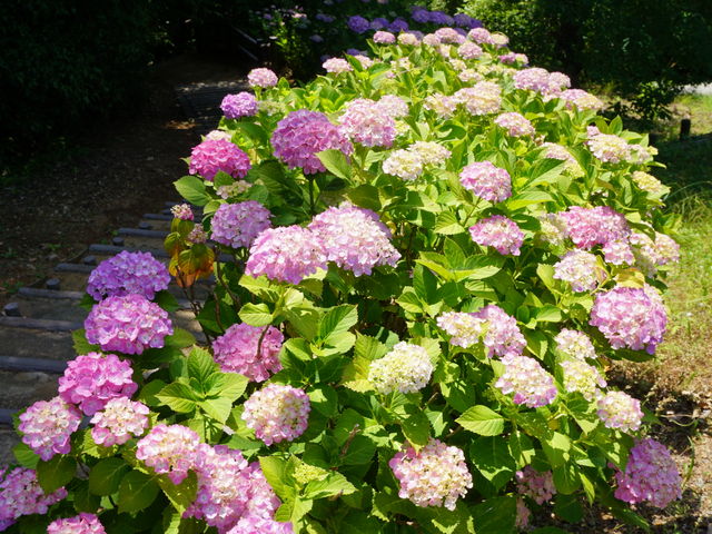 �Ƃ����ܐA����