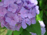 Todays����̏��c���隬�����̃A�W�T�C�̓��e�ʐ^1