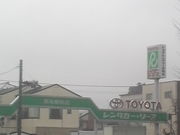 ܂ǂ̃g^^[XȖ؁@wOX̓eʐ^1