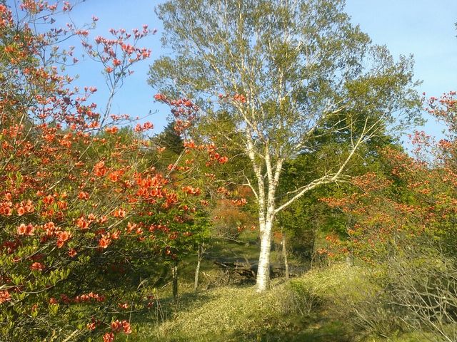 �c�c�W���Y��ł���_�R�̉w�����͂�