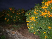 key̖bӂ邳Ɗق̓eʐ^1