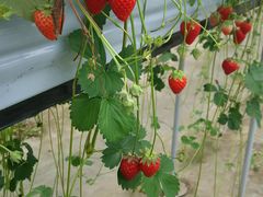 񂳂̃C`SnEX̉ւ̓eʐ^1