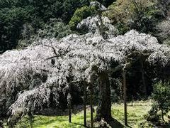 長興山のしだれ桜の口コミ一覧 じゃらんnet