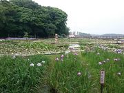 �܂�܂���̂Ƃ�������^���傤�Ԃ̓��e�ʐ^1