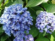 ��܂��[�܂񂳂�̔��R�_�Ђ̓��e�ʐ^2