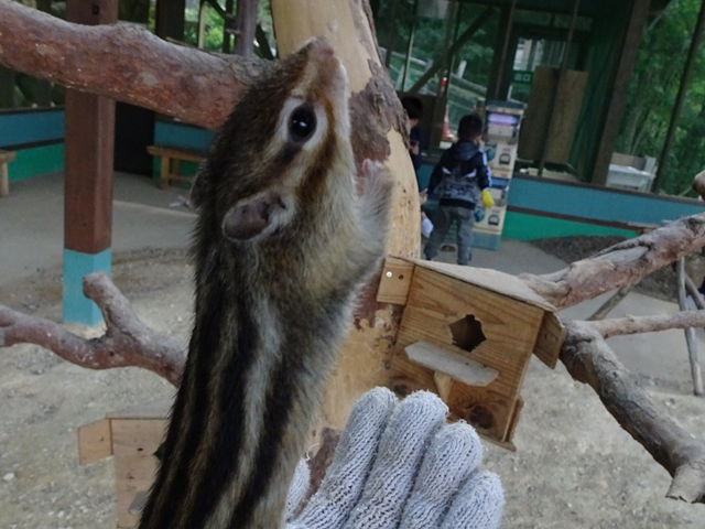 �Ƃɂ������������c�I_��ˍ��R�E�܂�̐X