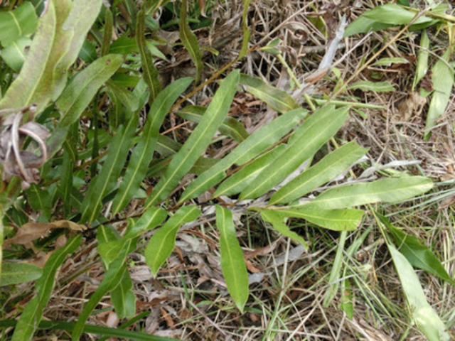 ���i����̃~�~���`�V�_�̓��e�ʐ^1