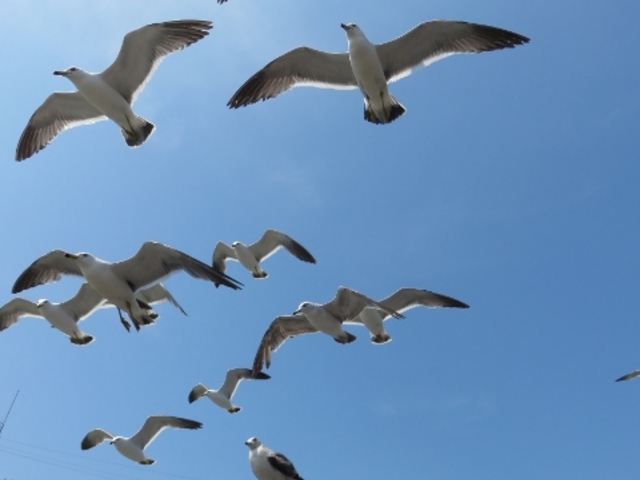 �E�~�l�R�̂������ _�߉��s�����ΐ�����