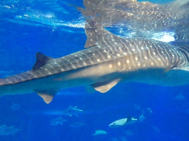 ���s�`��E�C�V��_�C�V��