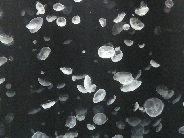 ���s�`��E�C�V��_�C�V��