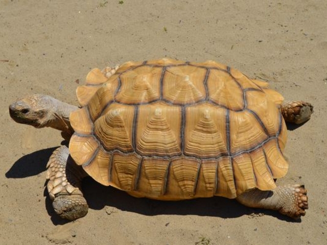 �T�̎U��_��������������