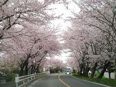 tsuyo3さんの鍋田川堤桜並木への投稿写真1