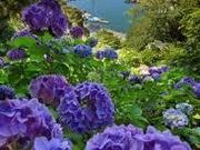 �`�b�N����̉��c�����̃A�W�T�C�̓��e�ʐ^1