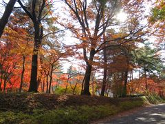 さぼさんの武蔵丘陵森林公園内花木園の投稿写真1