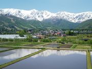 ܂낿񂳂̔nx̓eʐ^2