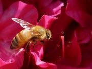 񂳂̒ߕ̂̓eʐ^4