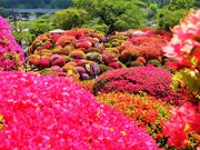 񂳂̒ߕ̂̓eʐ^6