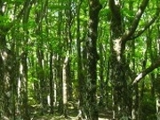 tXs[h̓Ṽuiт̓eʐ^1