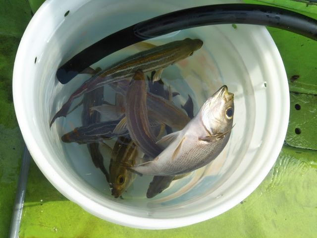 �C�T�L_�Ȃ��݊�