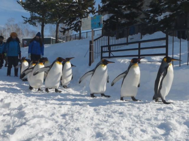 ���̋����Ō��邱�Ƃ��ł��܂��B�����ꏊ���m�ۂł���΁A�����Ƌ߂������Ō��邱�Ƃ��\�ł��B_���R������