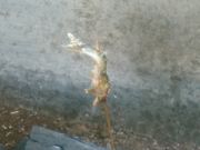 Ȃ񂳂̗{VkJ̉w̗̓eʐ^8