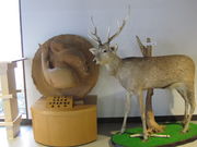 ҂҂낳̒m܌΃XgnEX̓eʐ^1