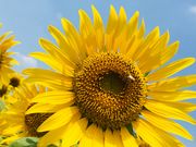 肦܂̍ԎsЂ܂蔨̓eʐ^2