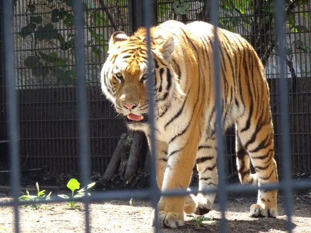 �ՁA���͂���܂����B_���R������