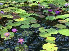 水生植物公園みずの森の口コミ一覧 じゃらんnet