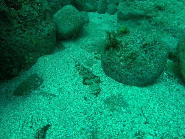 ���̒��ɉB��Ă�t�O_�R�A�C�݃W�I�p�[�N�_�C�r���O�X�N�[��