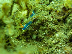 Ȃ̎RAC݃WIp[N_CrOXN[ւ̓eʐ^1