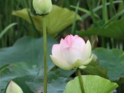 Ƃ񂳂̓̒rLv̓eʐ^2