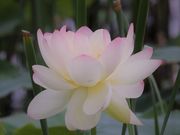 Ƃ񂳂̓̒rLv̓eʐ^3