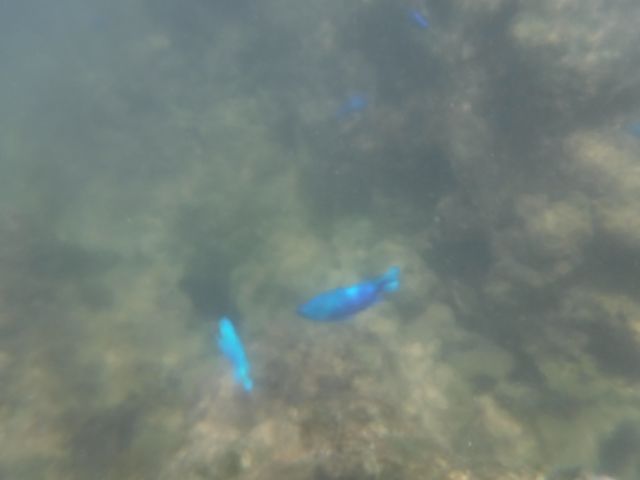 �u���[�̏������������񂢂܂���_���ۊC��