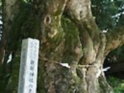 �A�N�Z���[���J�C����̐e�s�_�Ђ̑�P���L�̓��e�ʐ^1