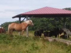 �\�t�g�ȏ��S ����55�΂���̖k�������ԉ��ւ̓��e�ʐ^1