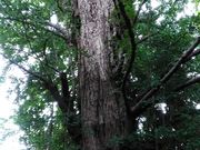 肻Ȃ̉q_Ђ̑C`E̓eʐ^1