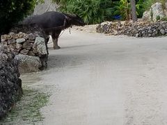 ���M����񂳂�̐����Ԋό��ւ̓��e�ʐ^1