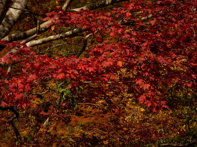 �k����p�̎��V���͍g�t�̎������������Ƃ�����A����튴�����Ă��܂����B_�匹����