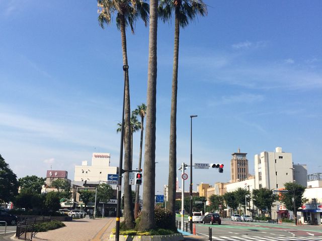 �喴�c�w�̋߂��ɂ���傫�Ȗ؂ł��B_���S�喴�c�w