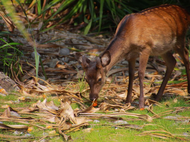 �A�_���̐g��H�ׂ�P���}�W�J_���Ó�