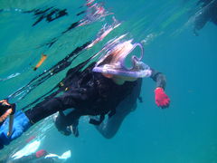 _CrOƐ̓ASeaMole̎ʐ^1