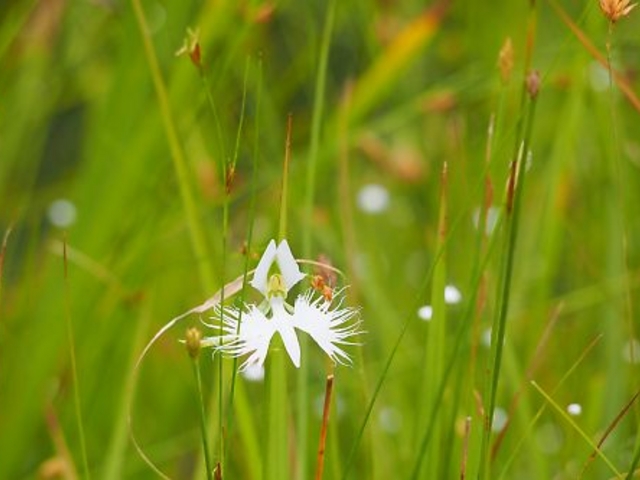 ���n�ɍ炭�T�M�\�E_�����R