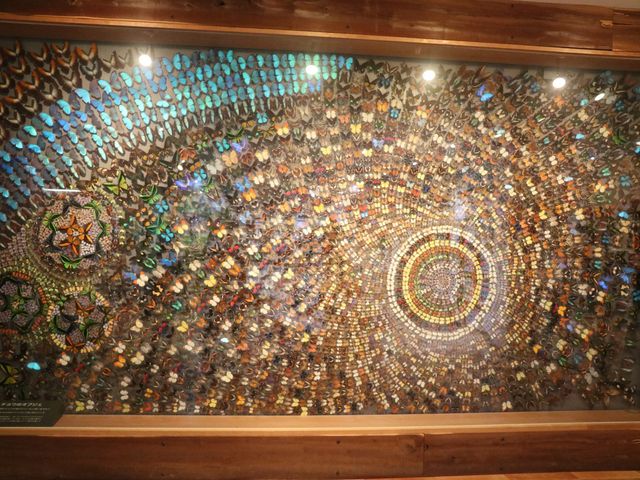 �`���E�̃I�u�W�F_��ˍ��R�E�܂�̐X