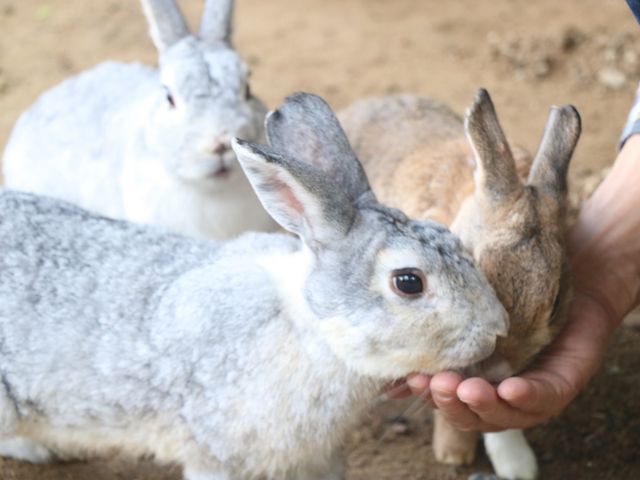 �������ƐG�ꍇ����_��ˍ��R�E�܂�̐X