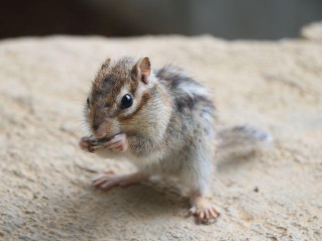 �H�����̂肷_��ˍ��R�E�܂�̐X